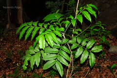 Dysoxylum malabaricum